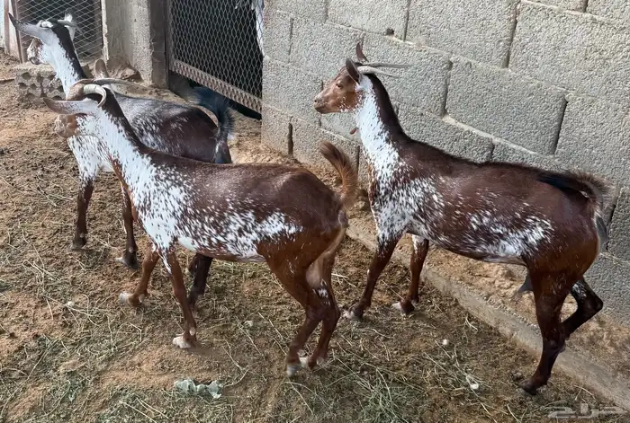 معزة محايلية وشح 3