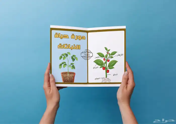 مطوية دورات حياة النباتات - ثالث ابتدائي 0