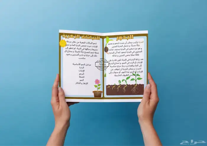 مطوية دورات حياة النباتات - ثالث ابتدائي 1