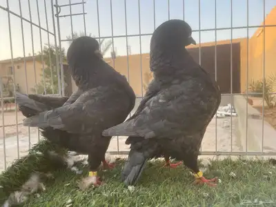 خمسه اجواز كنق index