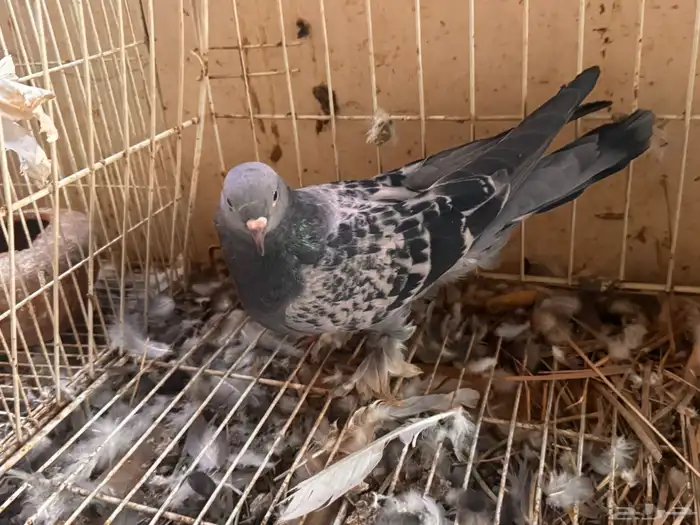 جوز تركي معقد 7