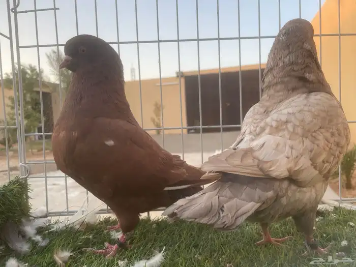 خمسه اجواز كنق 0