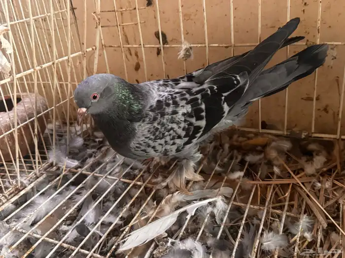 جوز تركي معقد 6