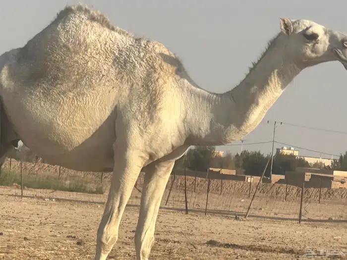الدوادمي 0