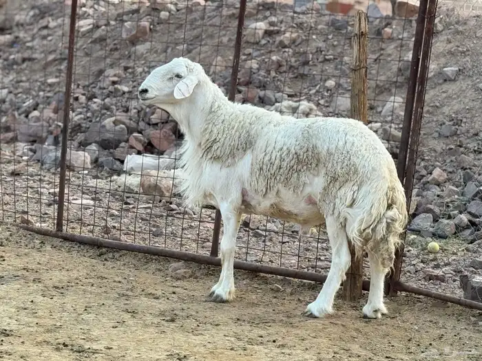فحل حري صنف (( تم البيع )) 1