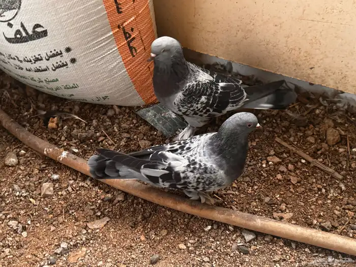 جوز تركي معقد 0