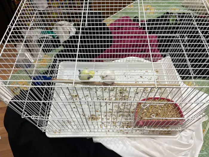 طيور حب هوفو 1