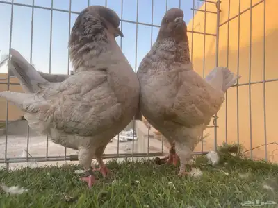 خمسه اجواز كنق index