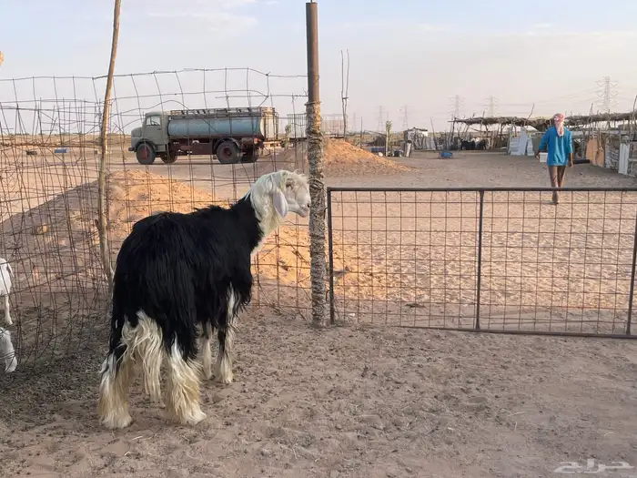 خروف نجدي مشروط سنه ثني صنف صنف السوم 3800 والبيع قريب 3
