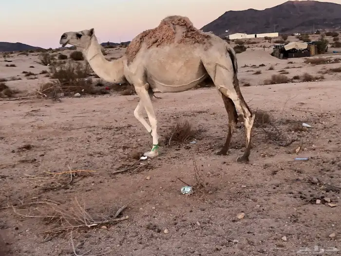 ناقه متلي للبيع 0