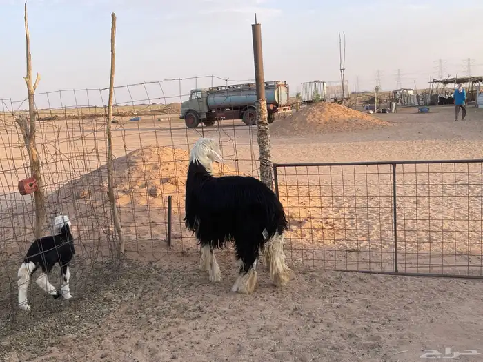 خروف نجدي مشروط سنه ثني صنف صنف السوم 3800 والبيع قريب 2