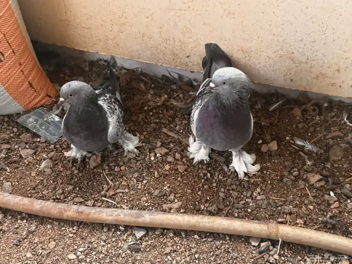 جوز تركي معقد 1