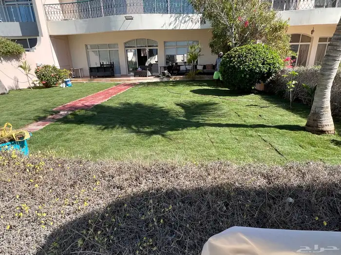 ثيل طبيعي نجيل مشروط ومضمون 13