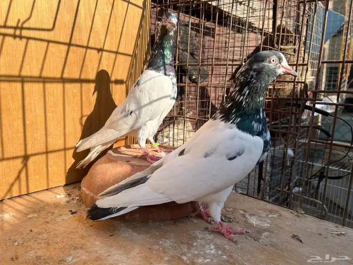 حمام باكستاني تيدي سخي 2
