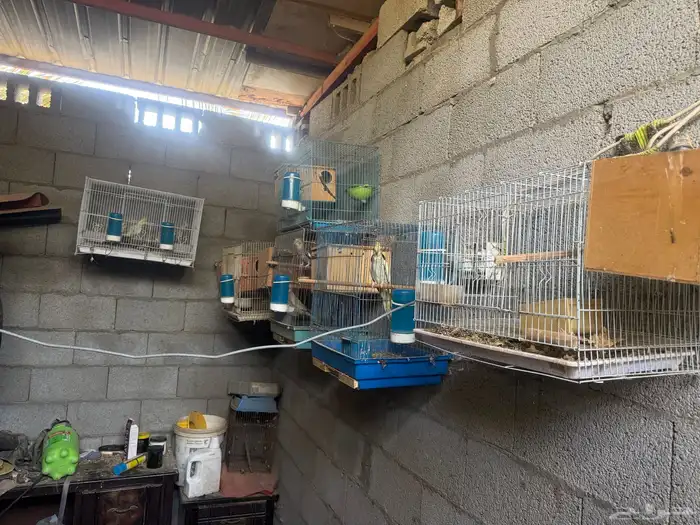 كروان كروانات منتجين و اجوز و فردي 1