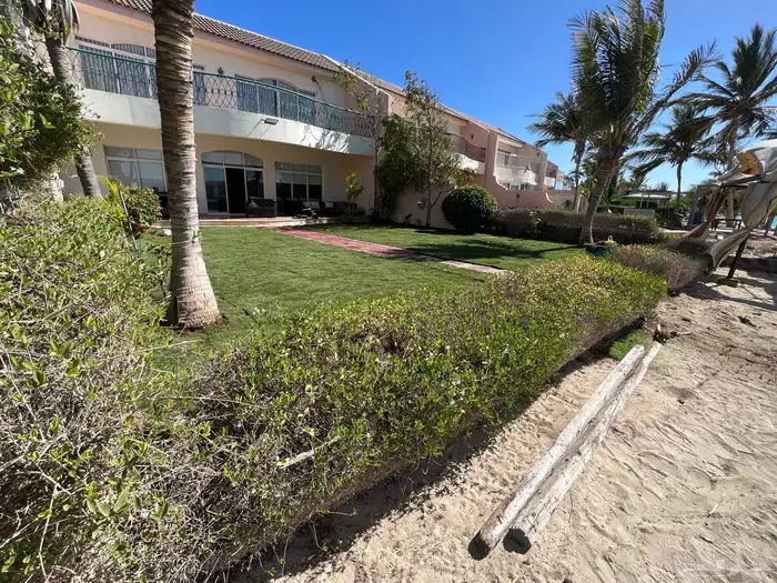 ثيل طبيعي نجيل مشروط ومضمون 14