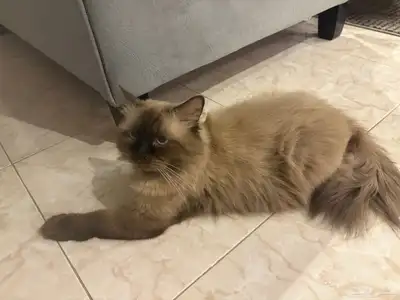 قط للتبني 0