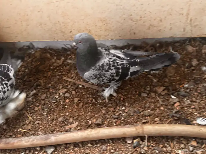 جوز تركي معقد 3