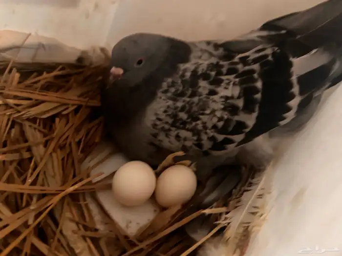 جوز تركي معقد 4