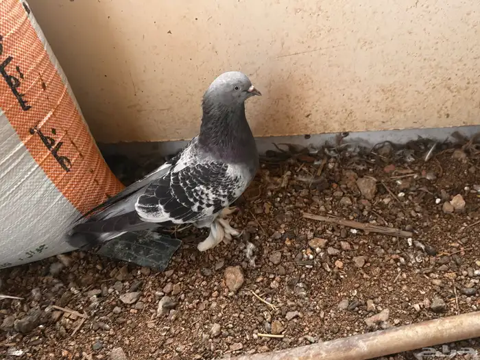 جوز تركي معقد 2