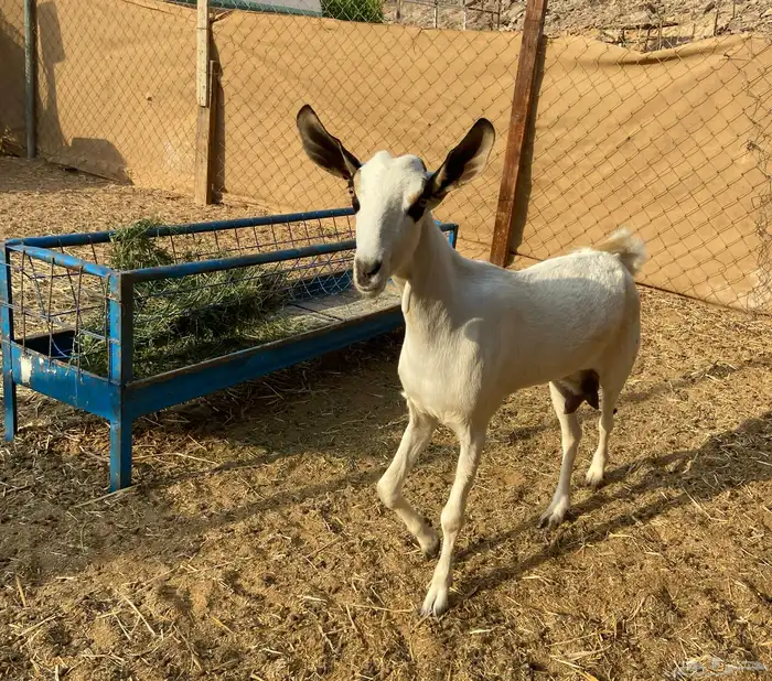 عنز البيع 0