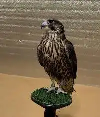 مطلوبب جير تبع او شيهانه فالجنوب 0