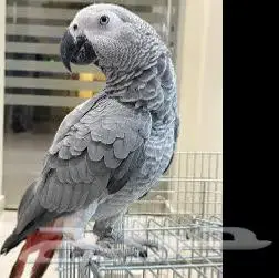 بغبغاء كاسكو 0