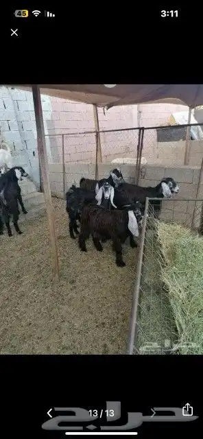 ذبايح حري وتيوس وسواكني مع أمكانيه ذبح وتوصيل 0