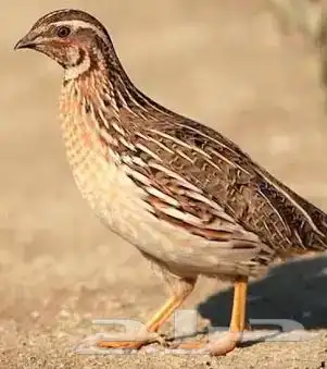طرح سمان يوميا 0