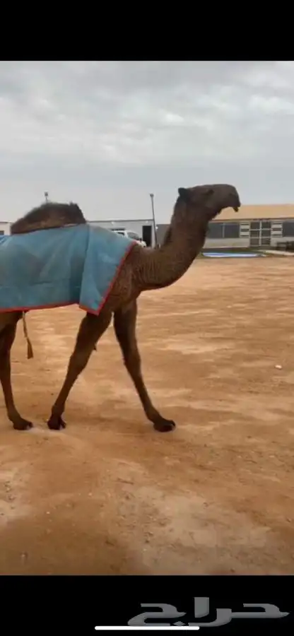 قعود كفو 2