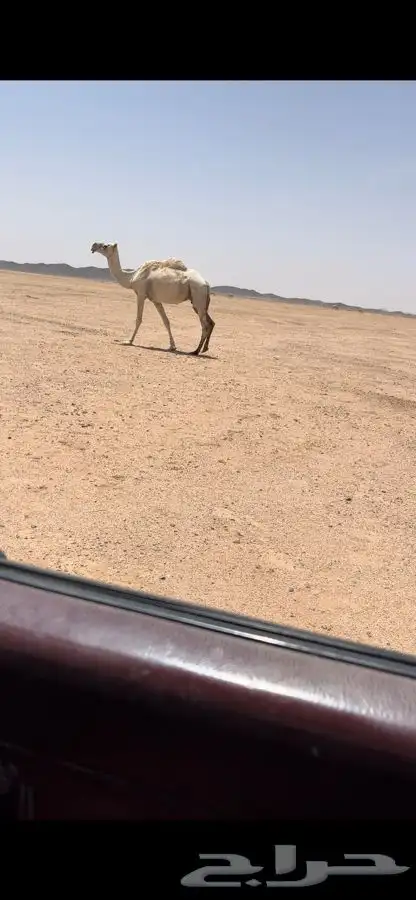 ضريبه للبيع 0