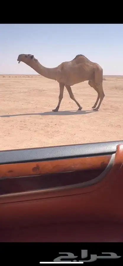 قعود كفو 0