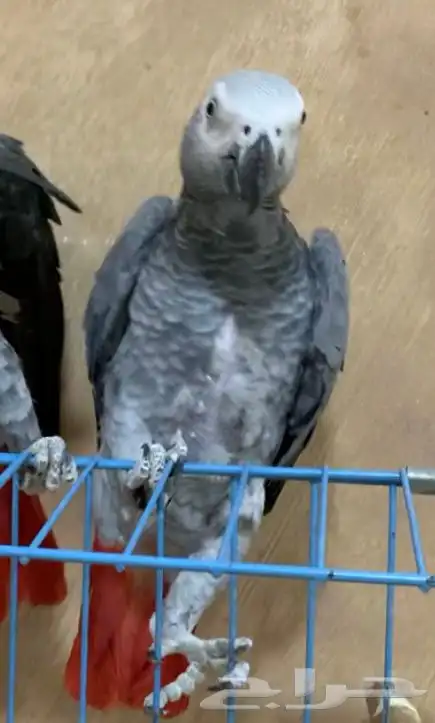 للبيع جوز كاسكو 6