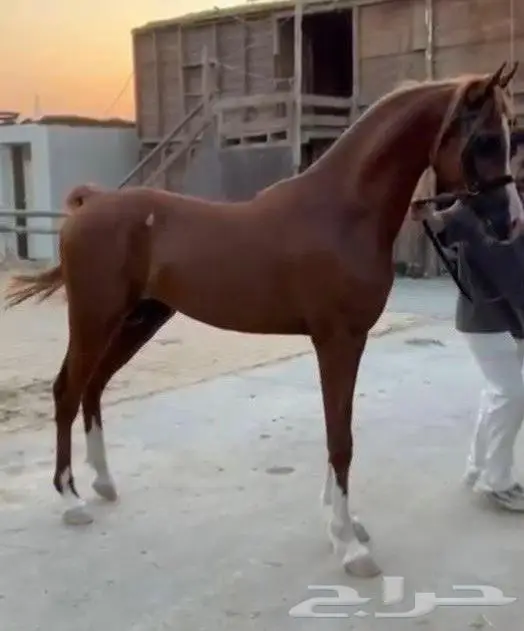 مهر واهو فاخر 1