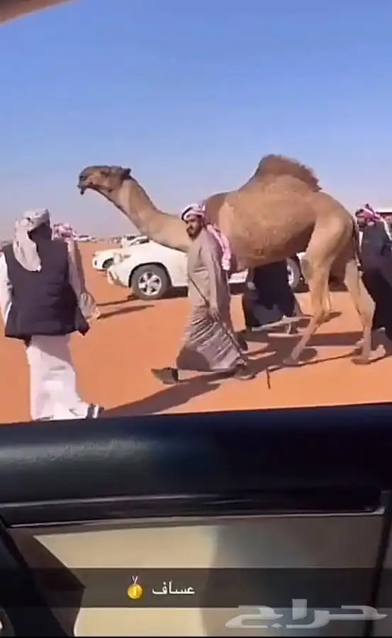 قعود كفو 1