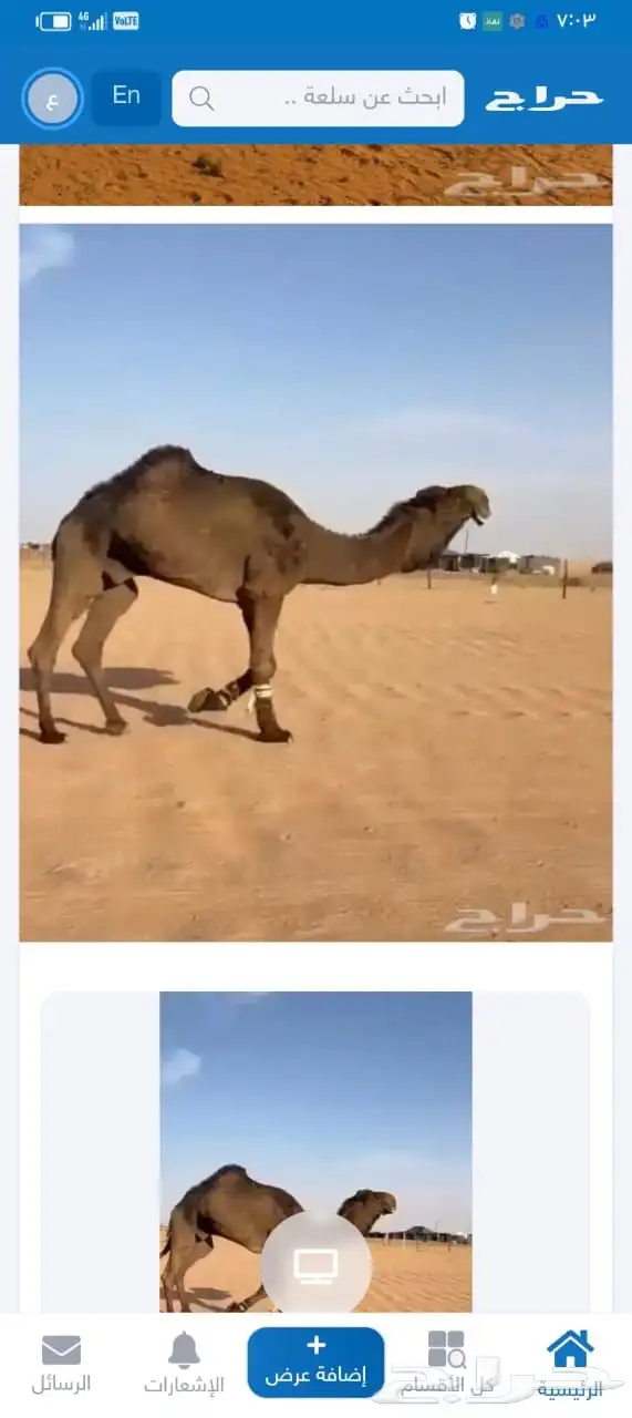 للبيع الفحل على الضبعه 0