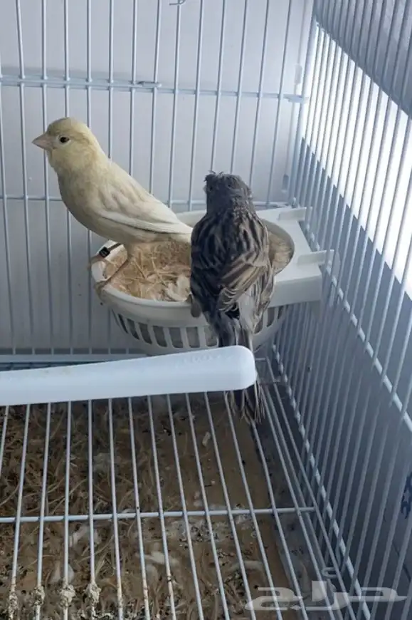 للبيع جوز كناري توه طارح بيضه 1