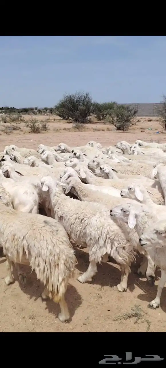 للبيع مراح واحد ضان حريات حرررش نضيفه ودفيع غنم سرحه 5