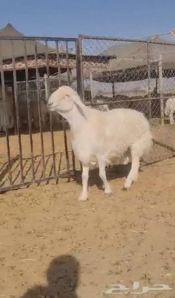 فحل حري صنف فاخر 4