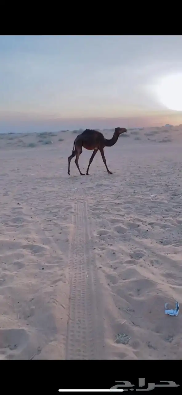 بكار 3