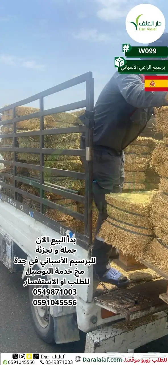 برسيم اسباني في جدة  2 0