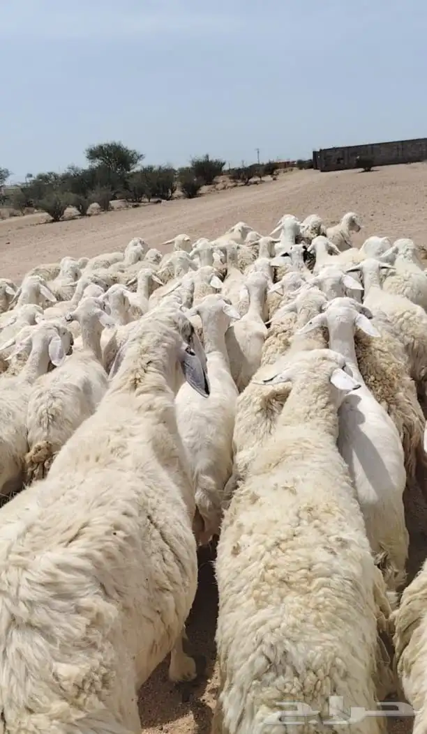 للبيع مراح واحد ضان حريات حرررش نضيفه ودفيع غنم سرحه 1