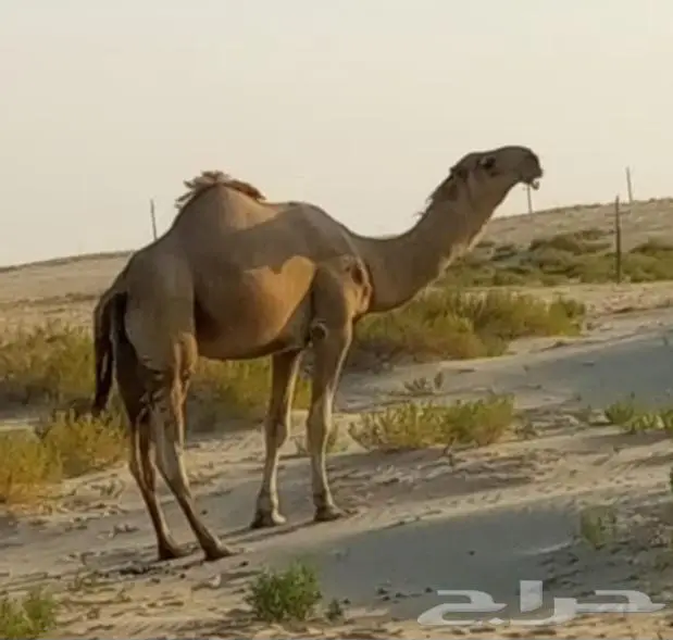 قعود باتلي أوضح مستقبل فحل 2