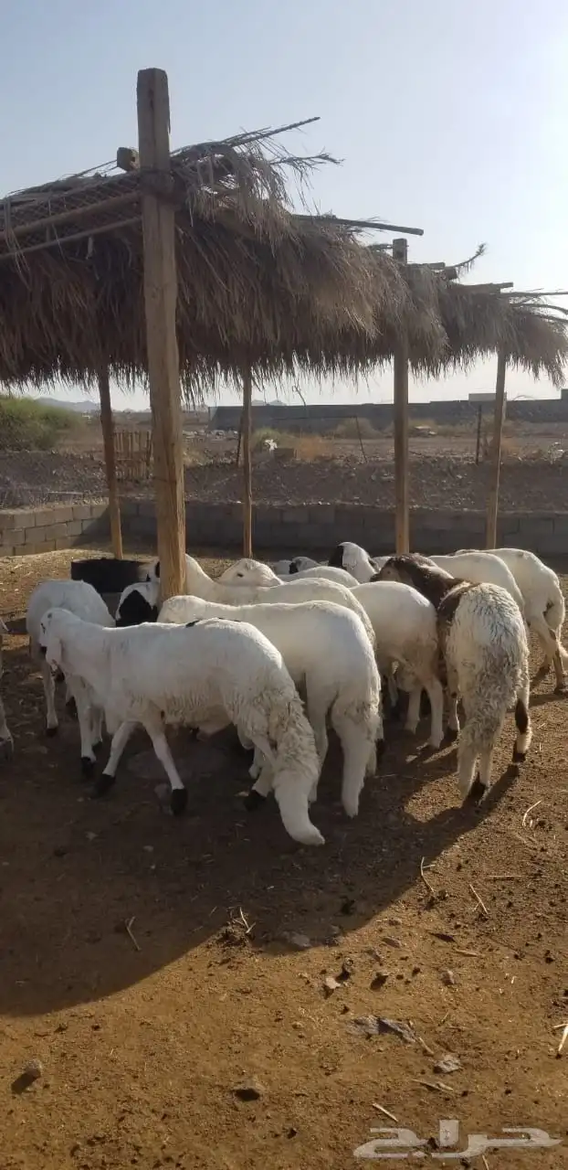 سواكن مرابي 0