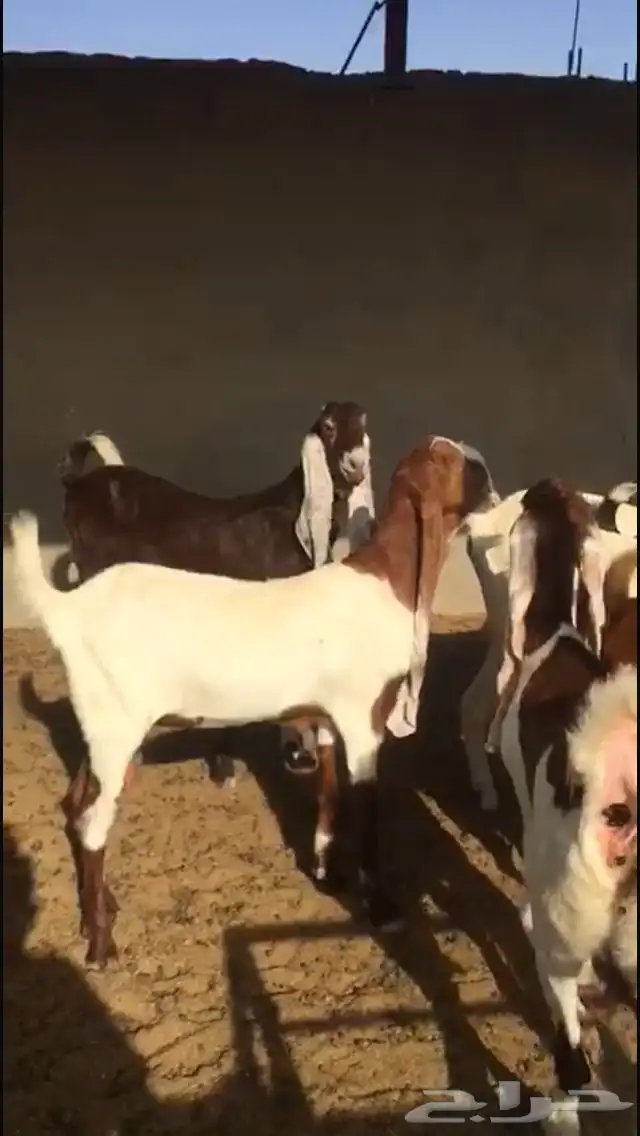 هولنديات صغار سن 3