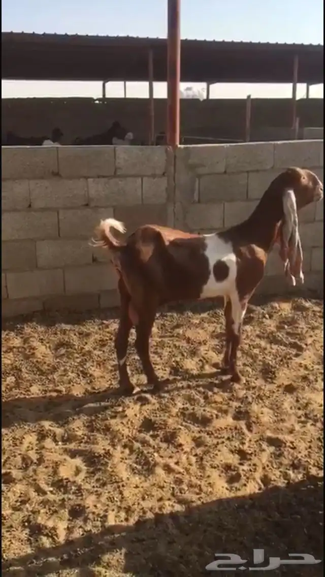 هولنديات صغار سن 2