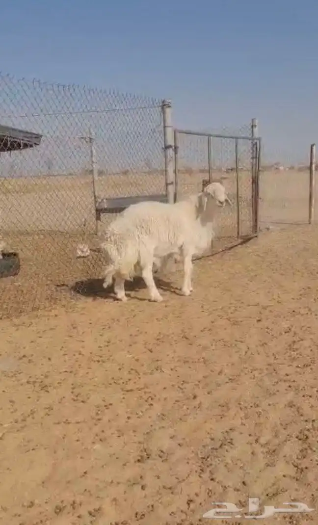 فحل حري صنف فاخر 2