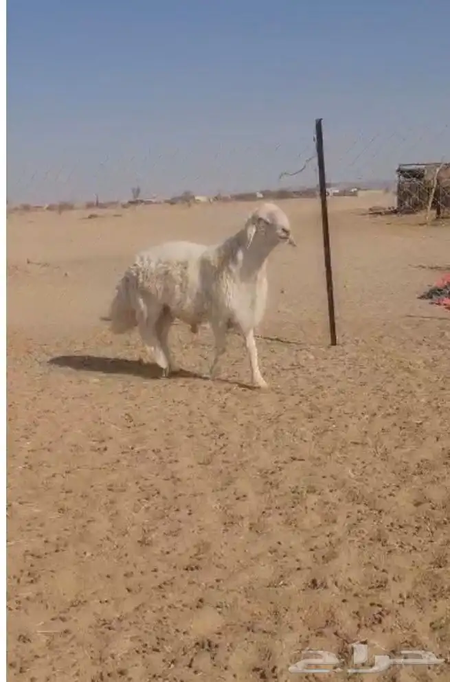 فحل حري صنف فاخر 0