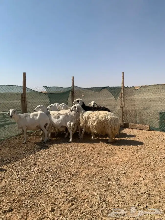 شياه حصيب ودفيه ومتابيع 7