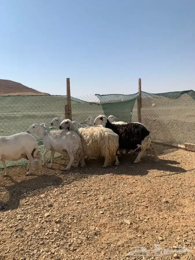 شياه حصيب ودفيه ومتابيع 6